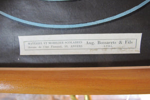 X Large linen backed wall chart of zooplankton , early 20th century.