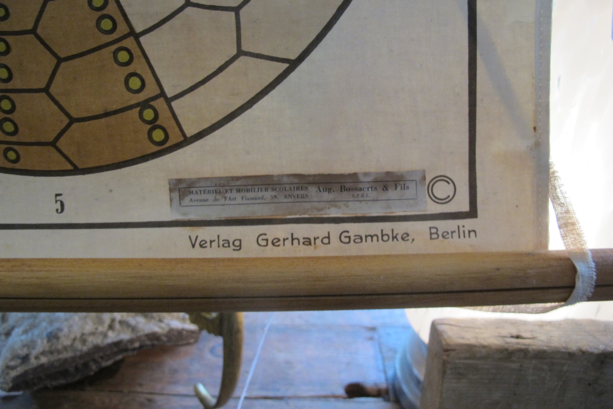 X Large linen backed wall chart of a starfish , early 20th century.