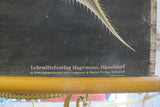X Large linen backed wall chart of daphnia, early 20th century.