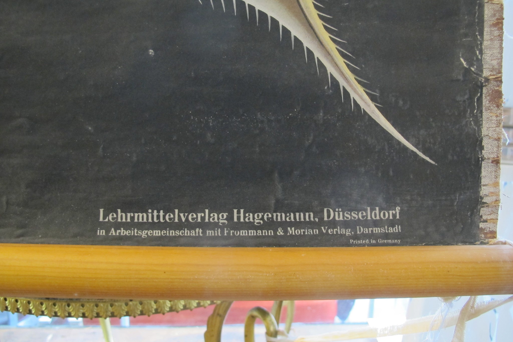 X Large linen backed wall chart of daphnia, early 20th century.