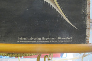 X Large linen backed wall chart of daphnia, early 20th century.