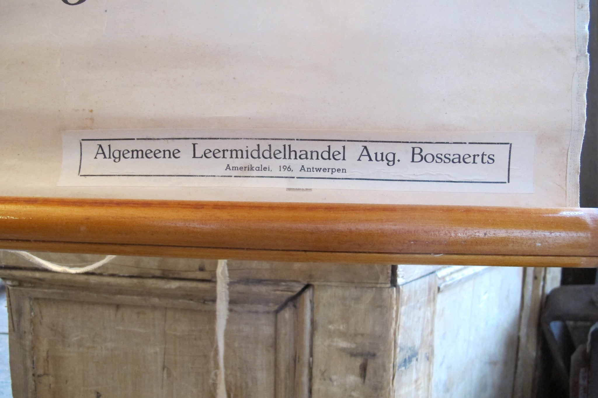 X Large linen backed wall chart of sea anemones , early 20th century.