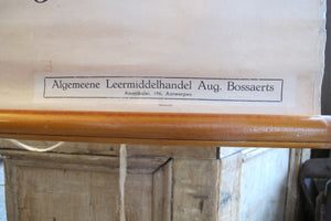 X Large linen backed wall chart of sea anemones , early 20th century.
