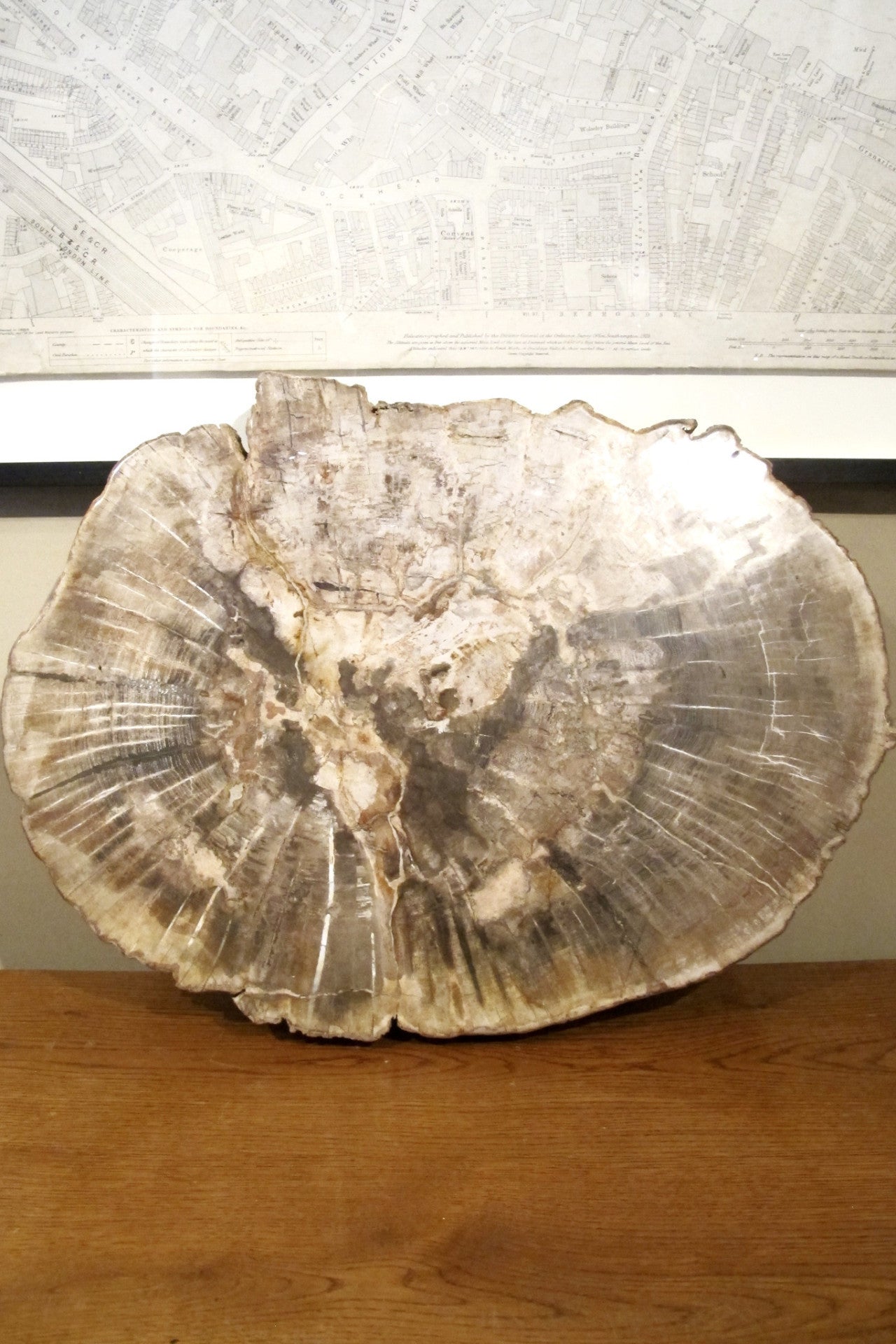 X Spectacular and huge slice of petrified wood.