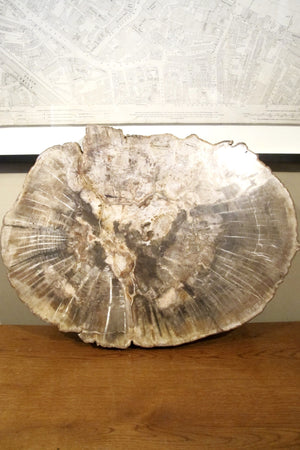 X Spectacular and huge slice of petrified wood.
