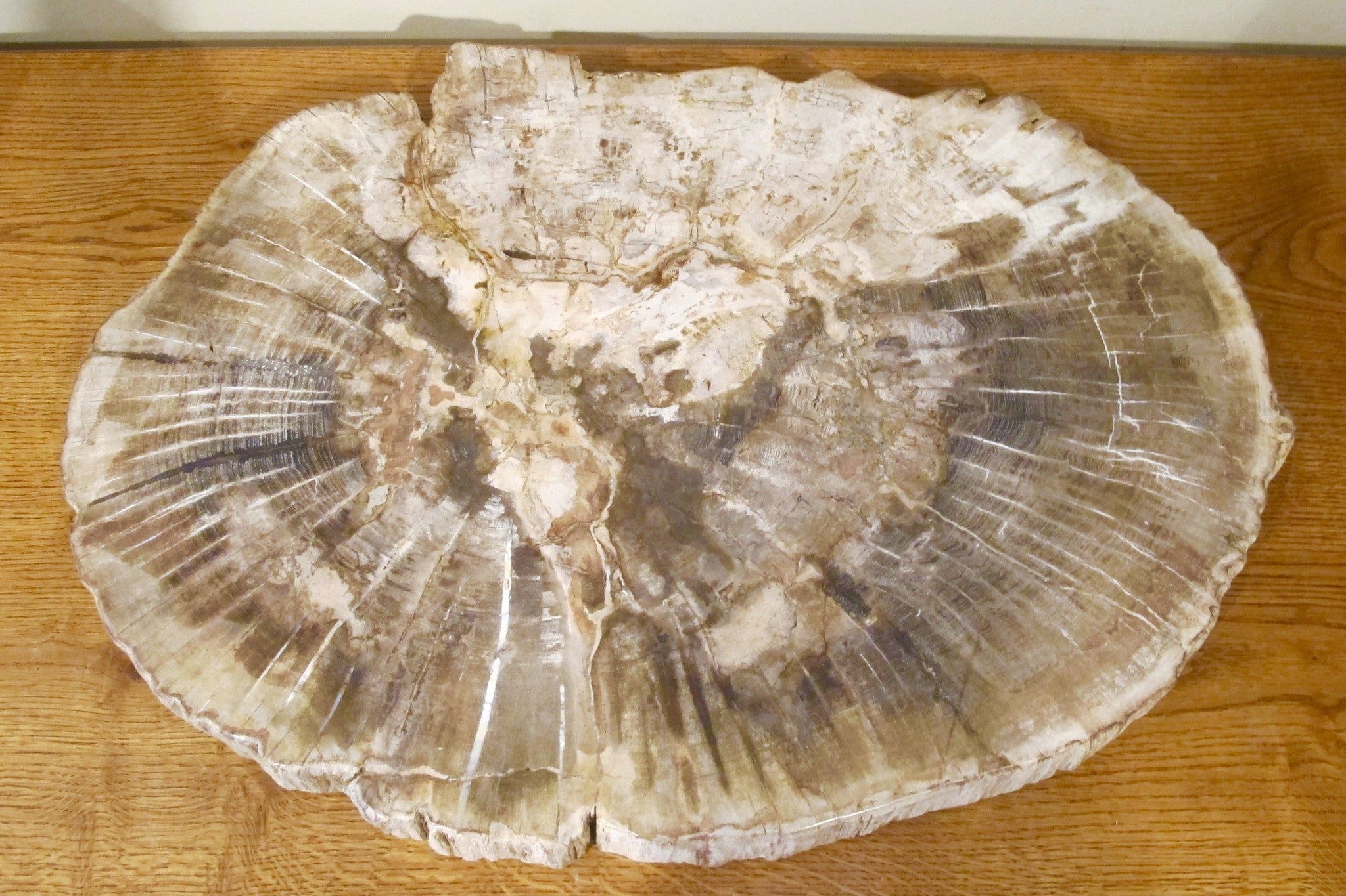 X Spectacular and huge slice of petrified wood.