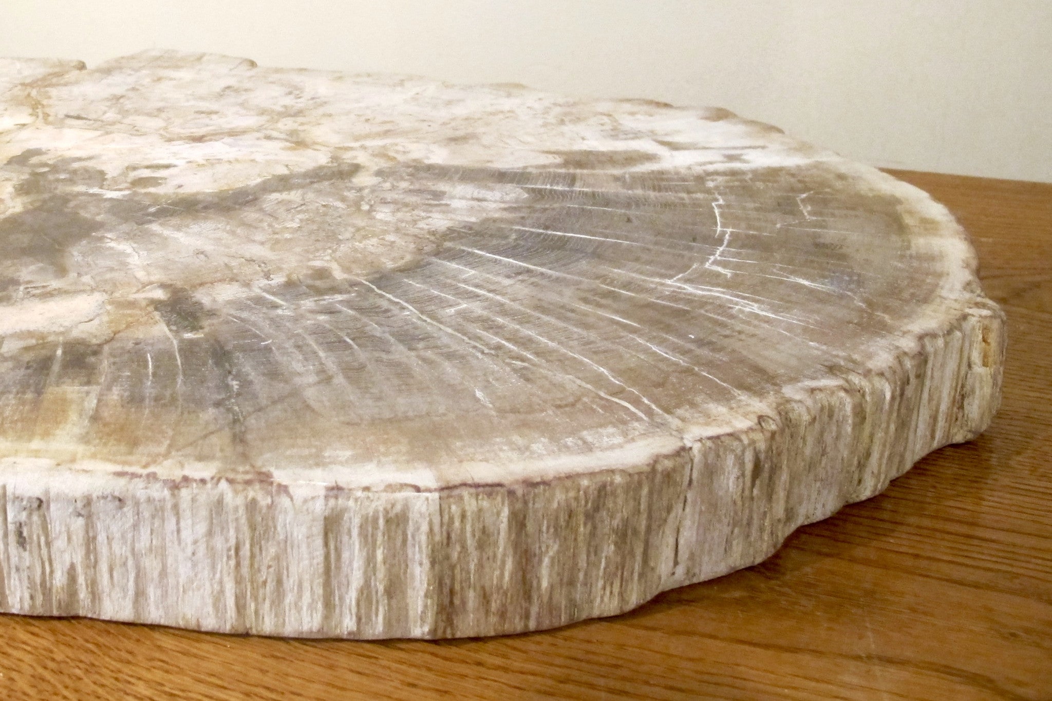 X Spectacular and huge slice of petrified wood.