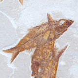Large 55 million year old fossil fish mortality plaque .