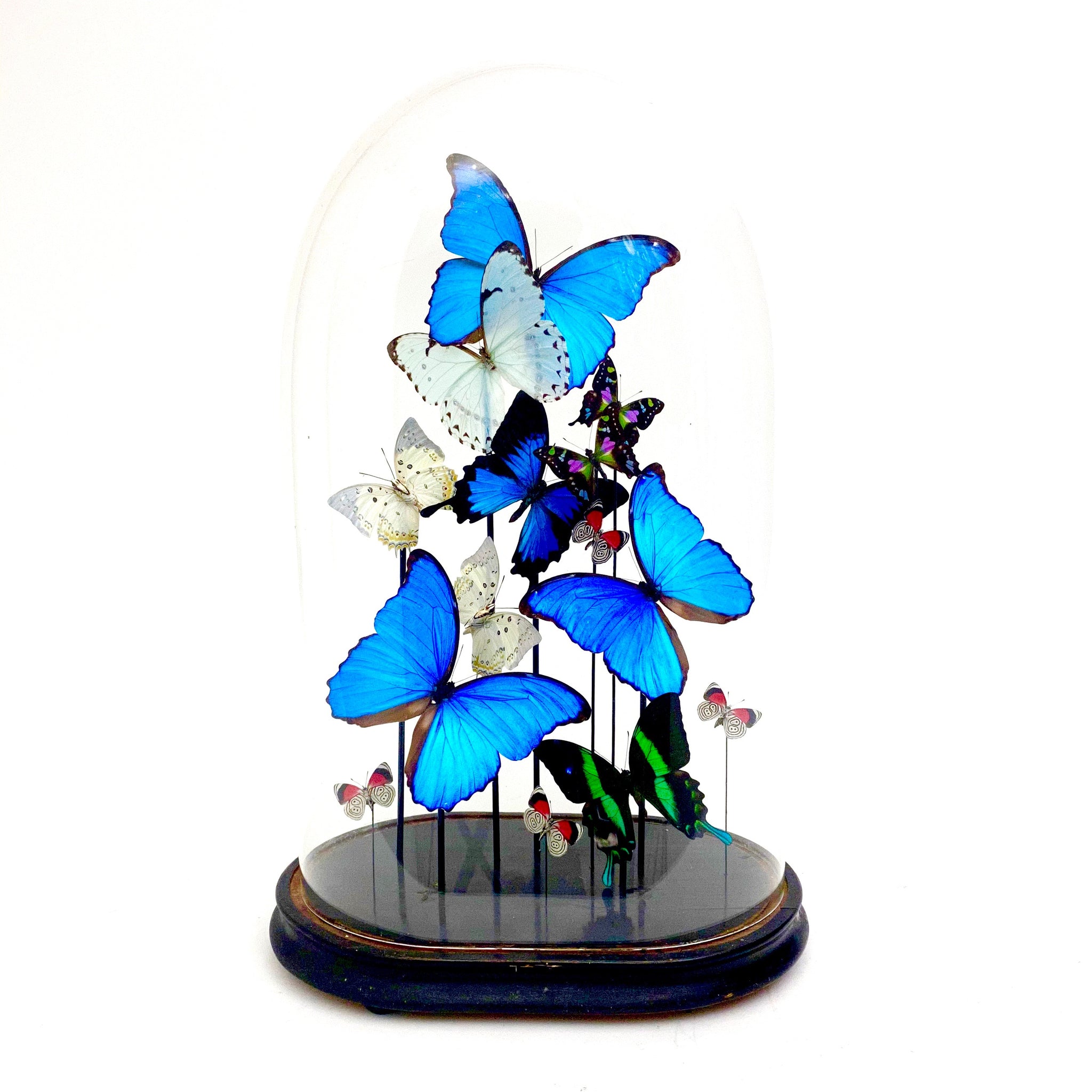 Large and decorative butterfly display in victorian glass dome .