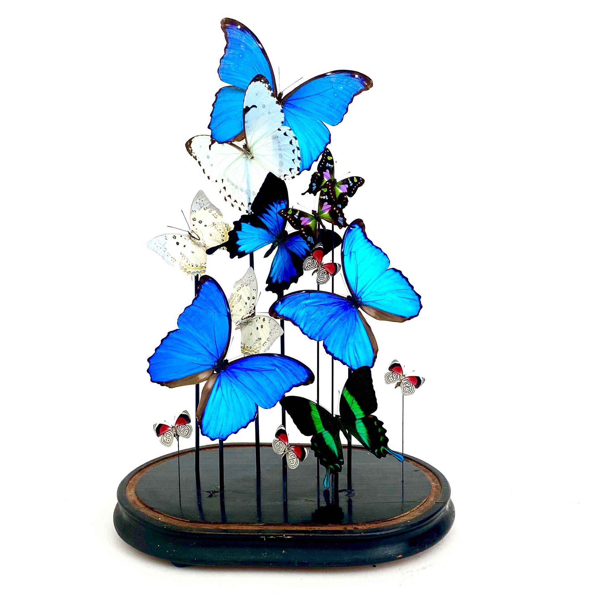 Large and decorative butterfly display in victorian glass dome .