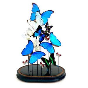 Large and decorative butterfly display in victorian glass dome .