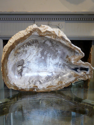 X Large Petrified Wood bowl