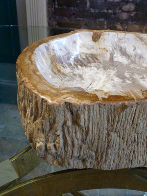 X Large Petrified Wood bowl