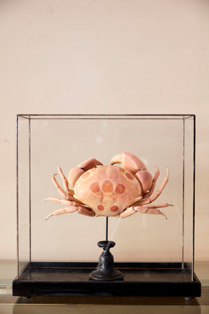 Large decorative specimen of a crab in a glazed case.