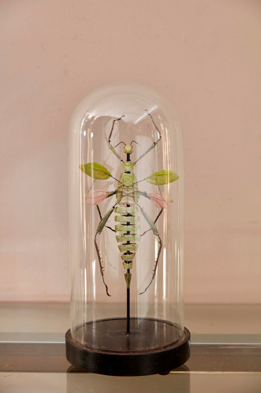study of a large jungle Nymph in a victorian bell jar