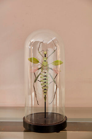 study of a large jungle Nymph in a victorian bell jar
