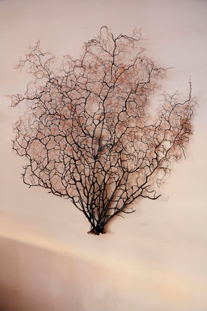 Decorative Giant sea fans 160 cm tall . 2 available