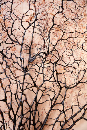 Decorative Giant sea fans 160 cm tall . 2 available
