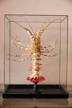 Large deconstructed Lobster in glazed case.