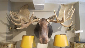 X Absolutely Stunning taxidermy Moose .