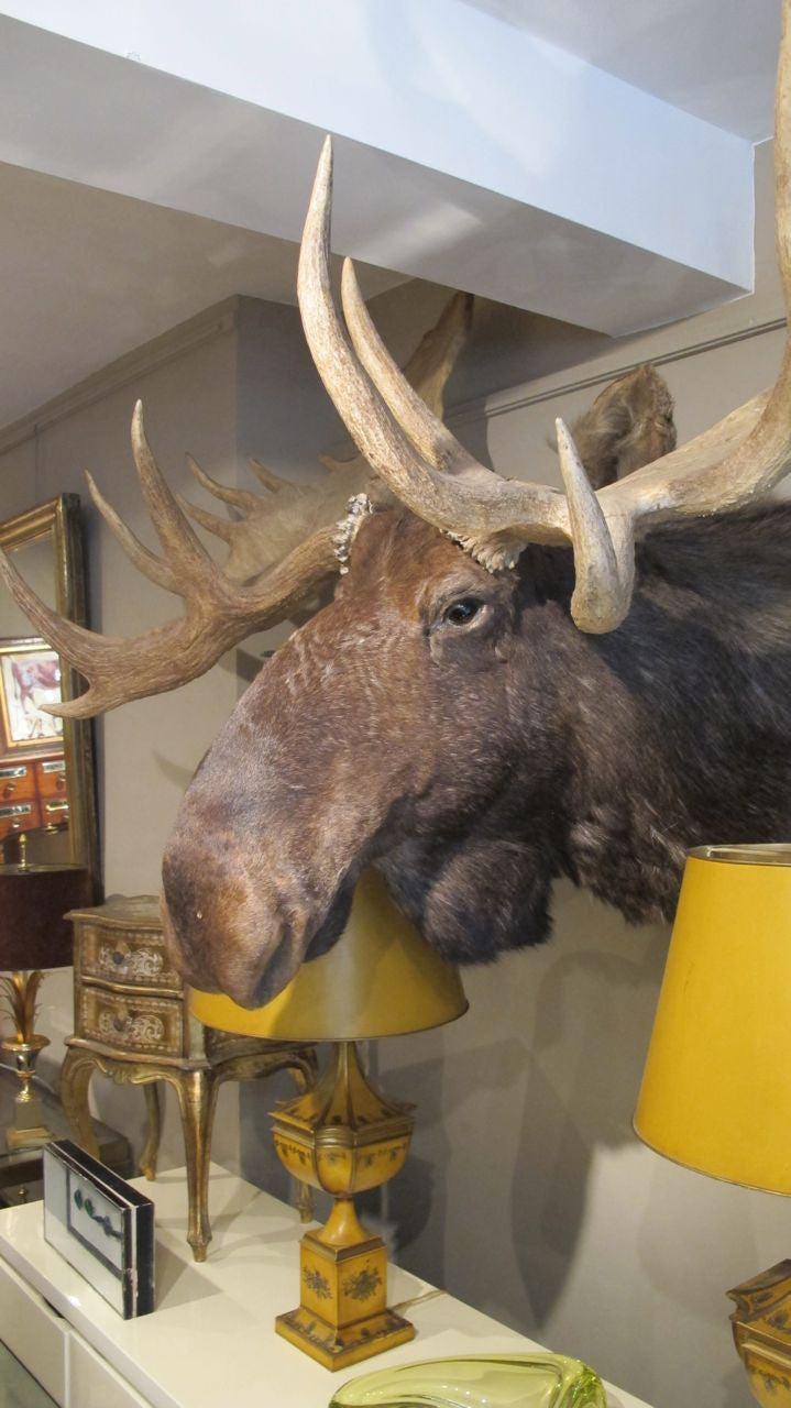 X Absolutely Stunning taxidermy Moose .