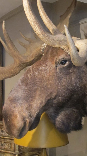 X Absolutely Stunning taxidermy Moose .