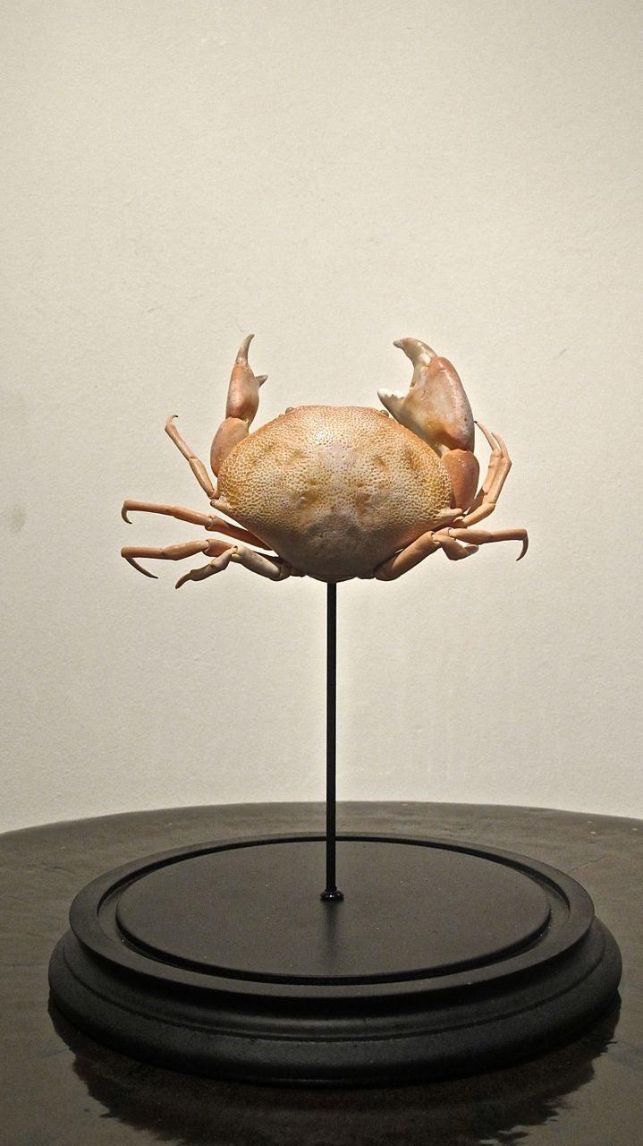 X Taxidermy Crab in a Glass Dome