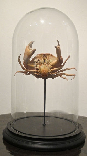 X Taxidermy Crab in a Glass Dome