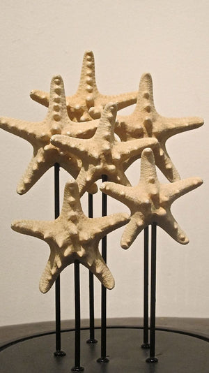 X Taxidermy starfish display