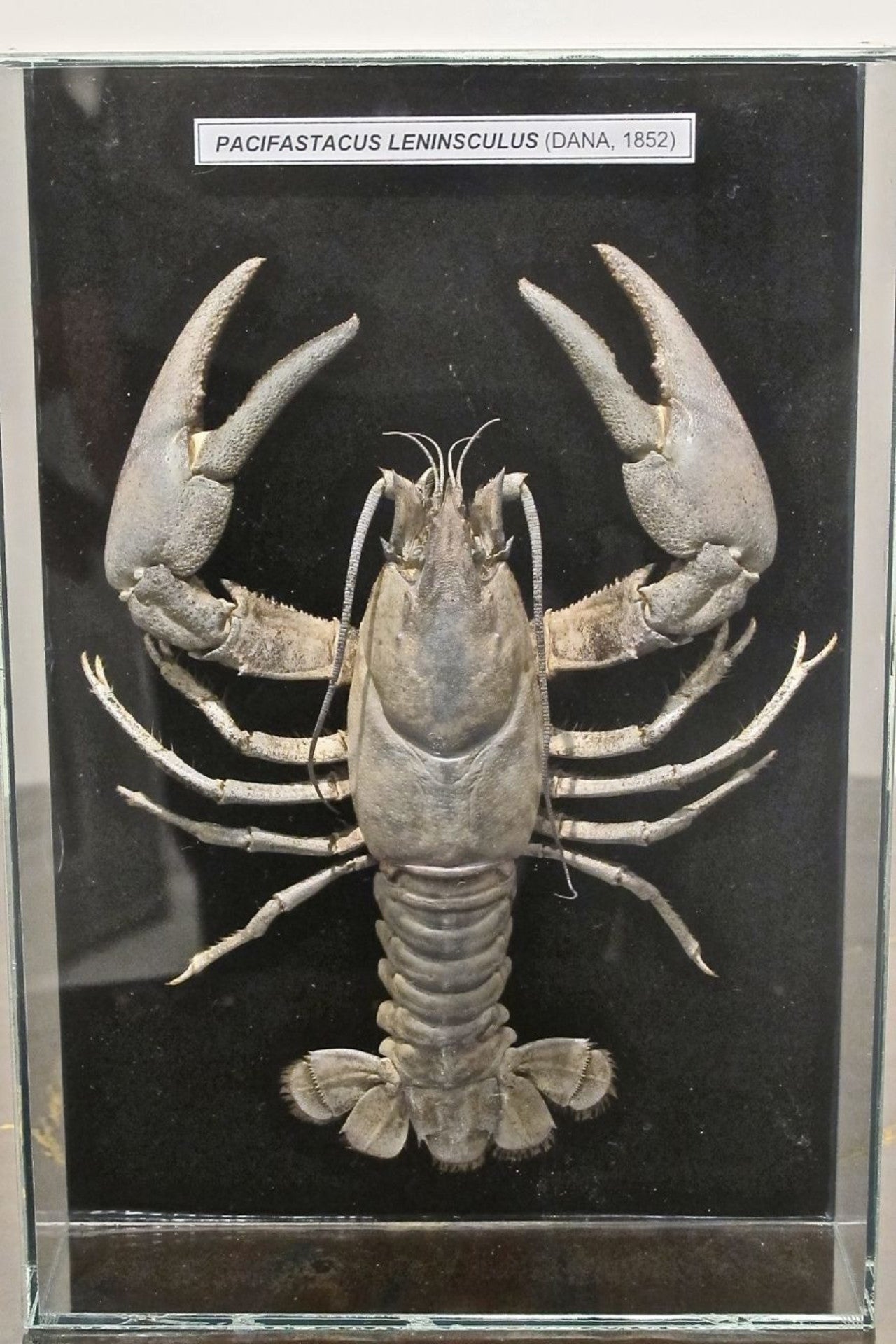 X Framed Taxidermy Crayfish in Frameless Glass Case