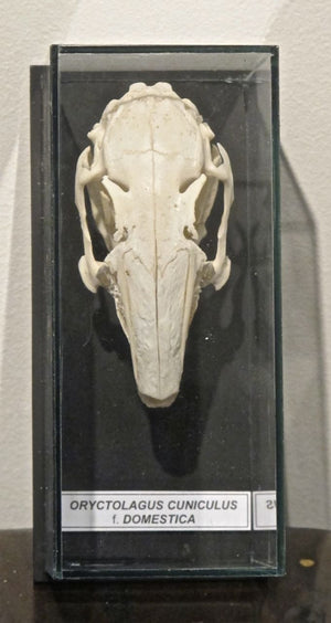 Laboratory prepared Skull  in frameless glass case