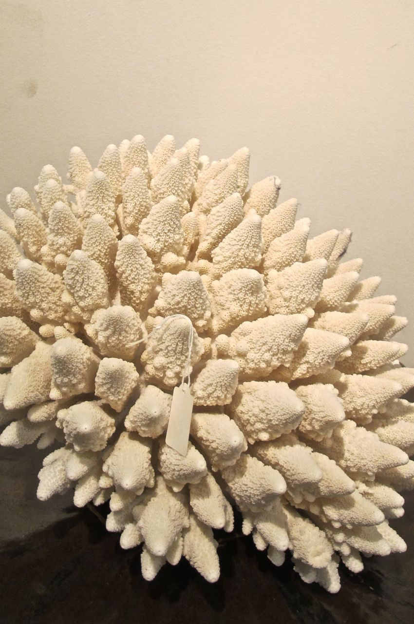Large ' xmas tree' Coral  specimen