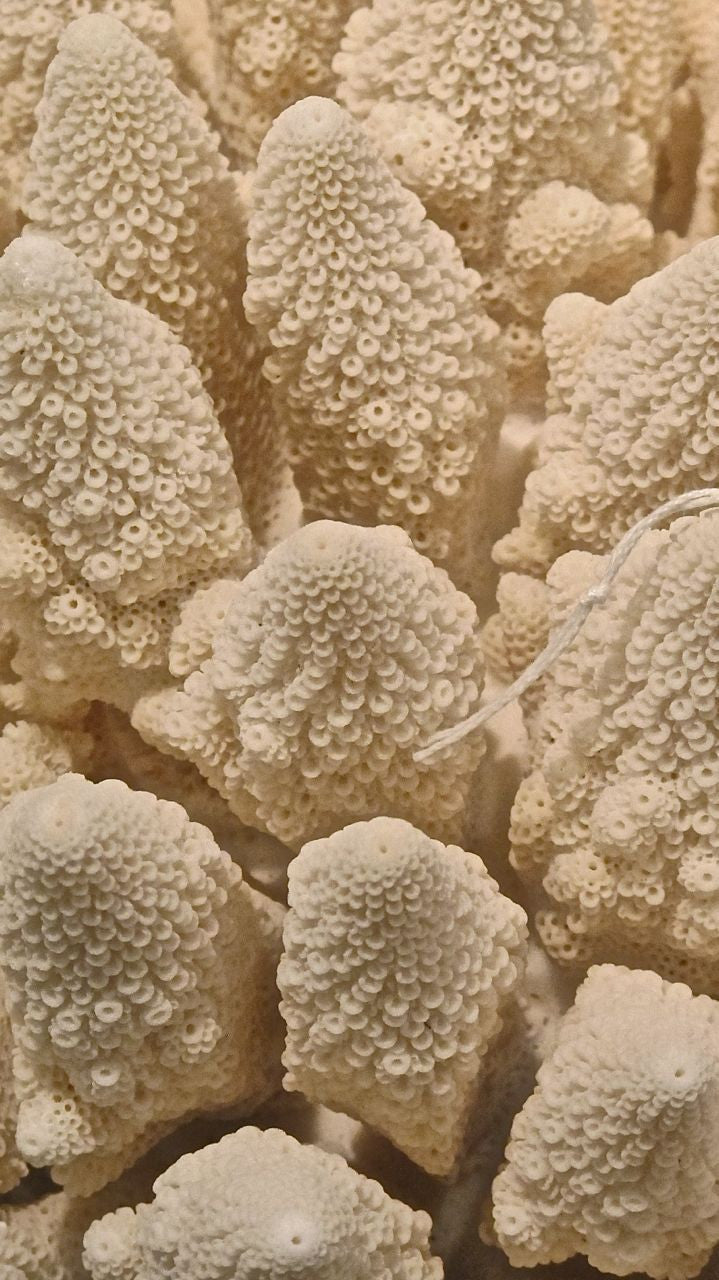Large ' xmas tree' Coral  specimen