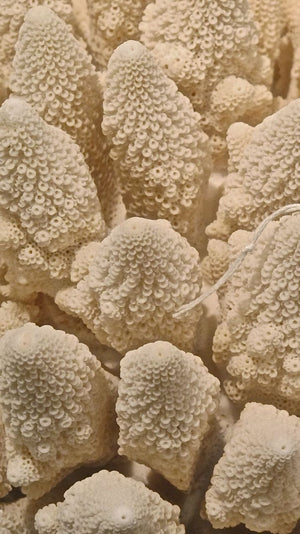 Large ' xmas tree' Coral  specimen