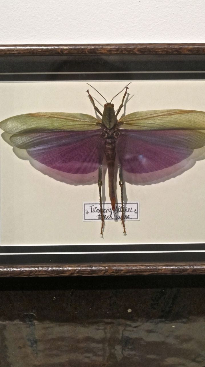 X Stunning taxidermy locust in bespoke oak frame.