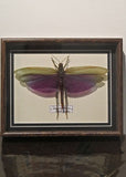 X Stunning taxidermy locust in bespoke oak frame.