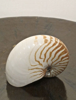 Large Natural Nautilus Shell