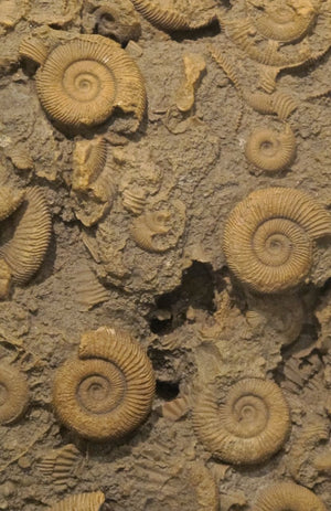 X Large slab of fossil  sea snails.