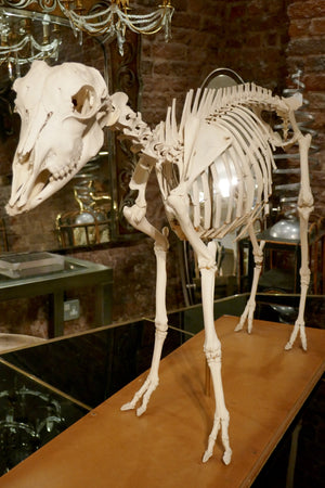 X Veterinary study of a sheep skeleton
