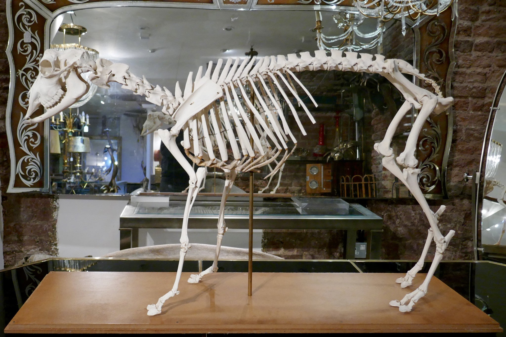 X Veterinary study of a sheep skeleton