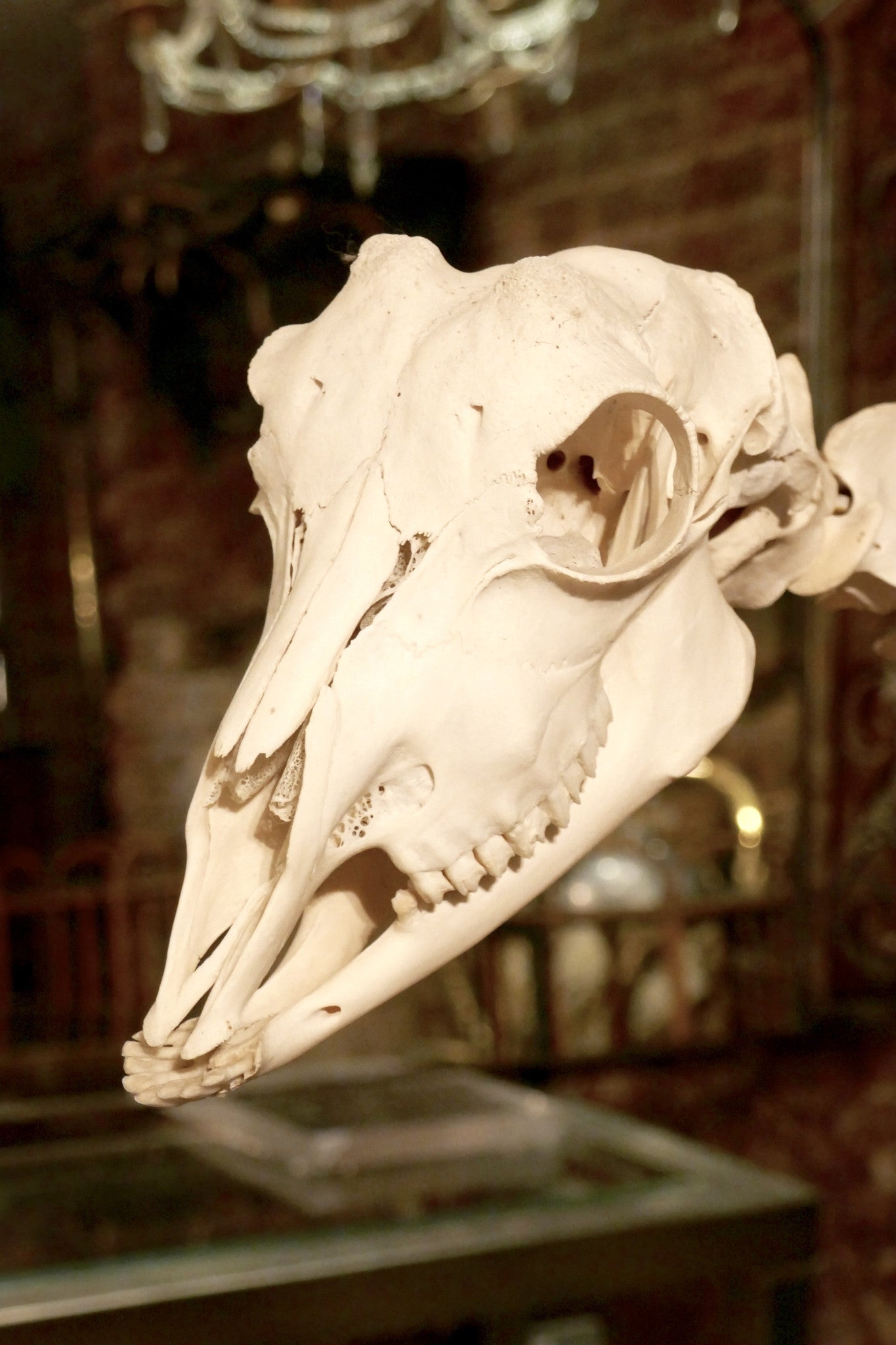 X Veterinary study of a sheep skeleton