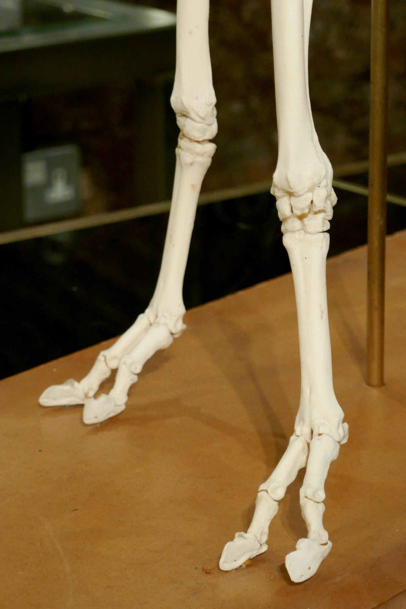 X Veterinary study of a sheep skeleton