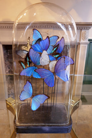 X Butterflies in Large Antique Bell Jar