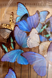 X Butterflies in Large Antique Bell Jar