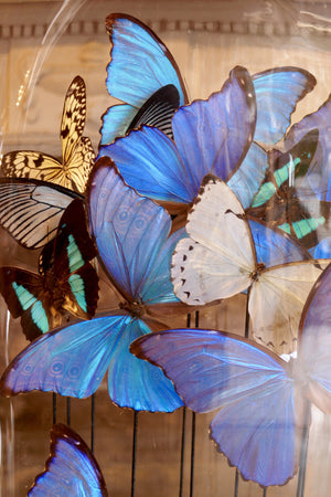 X Butterflies in Large Antique Bell Jar