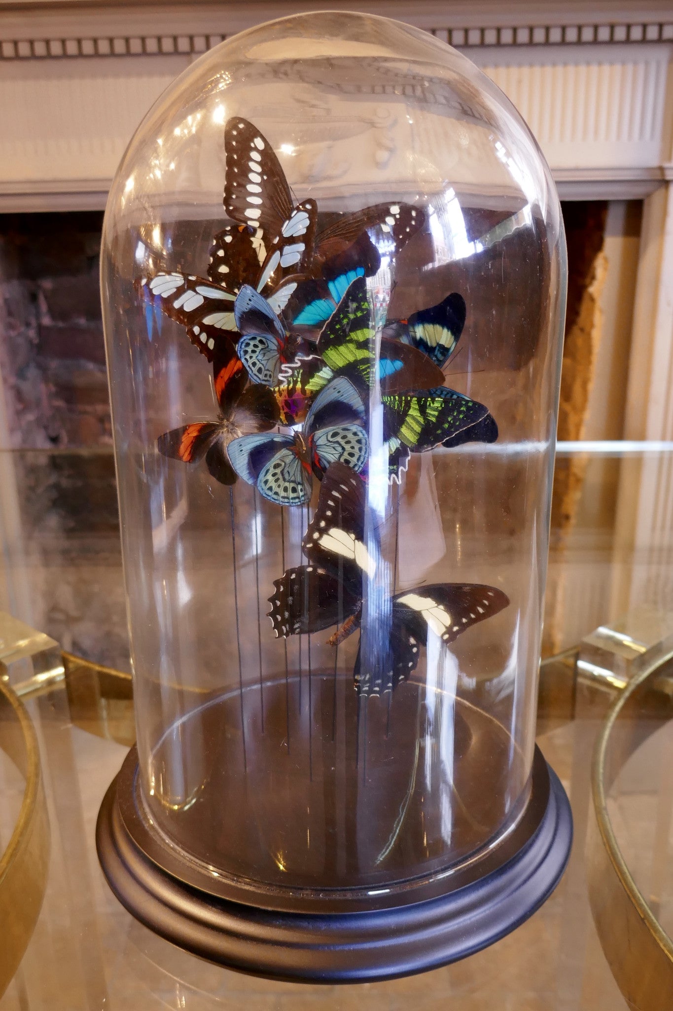 X Butterflies in Bell Jar