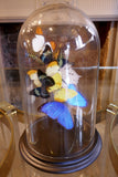 X Butterflies in Bell Jar