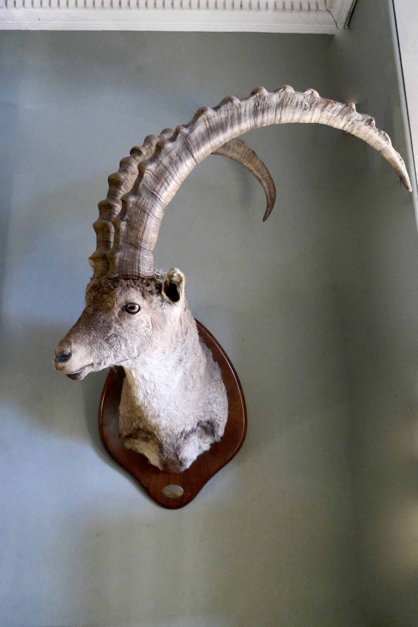 Mounted Ibex Head