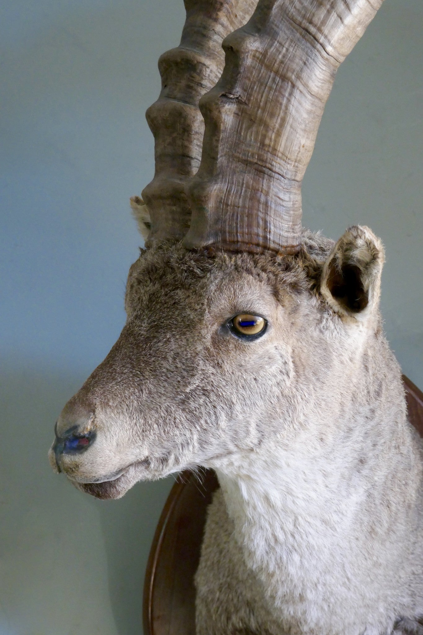 Mounted Ibex Head