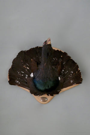 Mounted Capercaillie